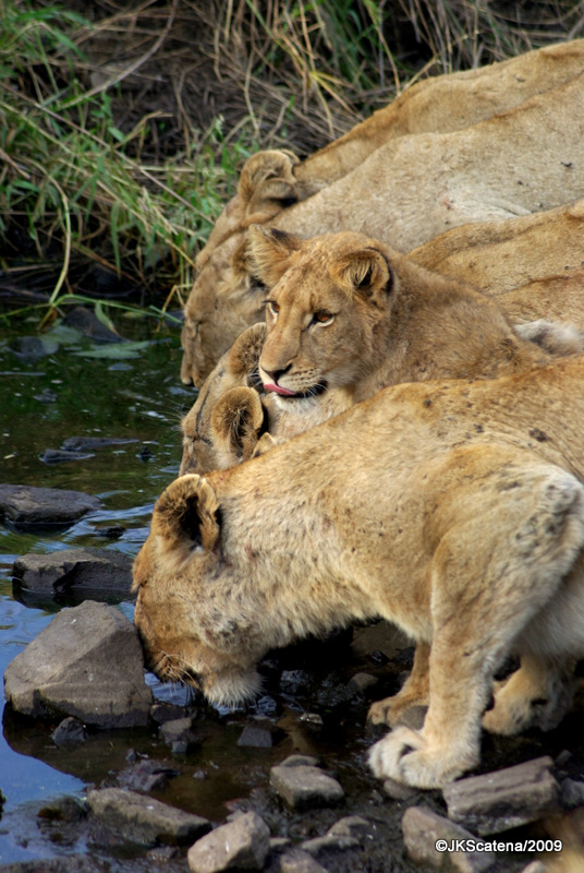 Lions, Krueger Park